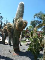 im Kakteenpark
