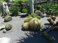 im Kakteenpark