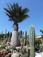 im Kakteenpark
