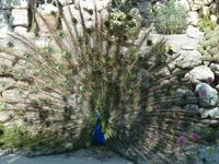 im Kakteenpark