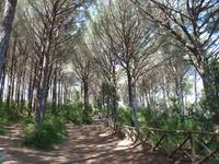 im Pinienwald