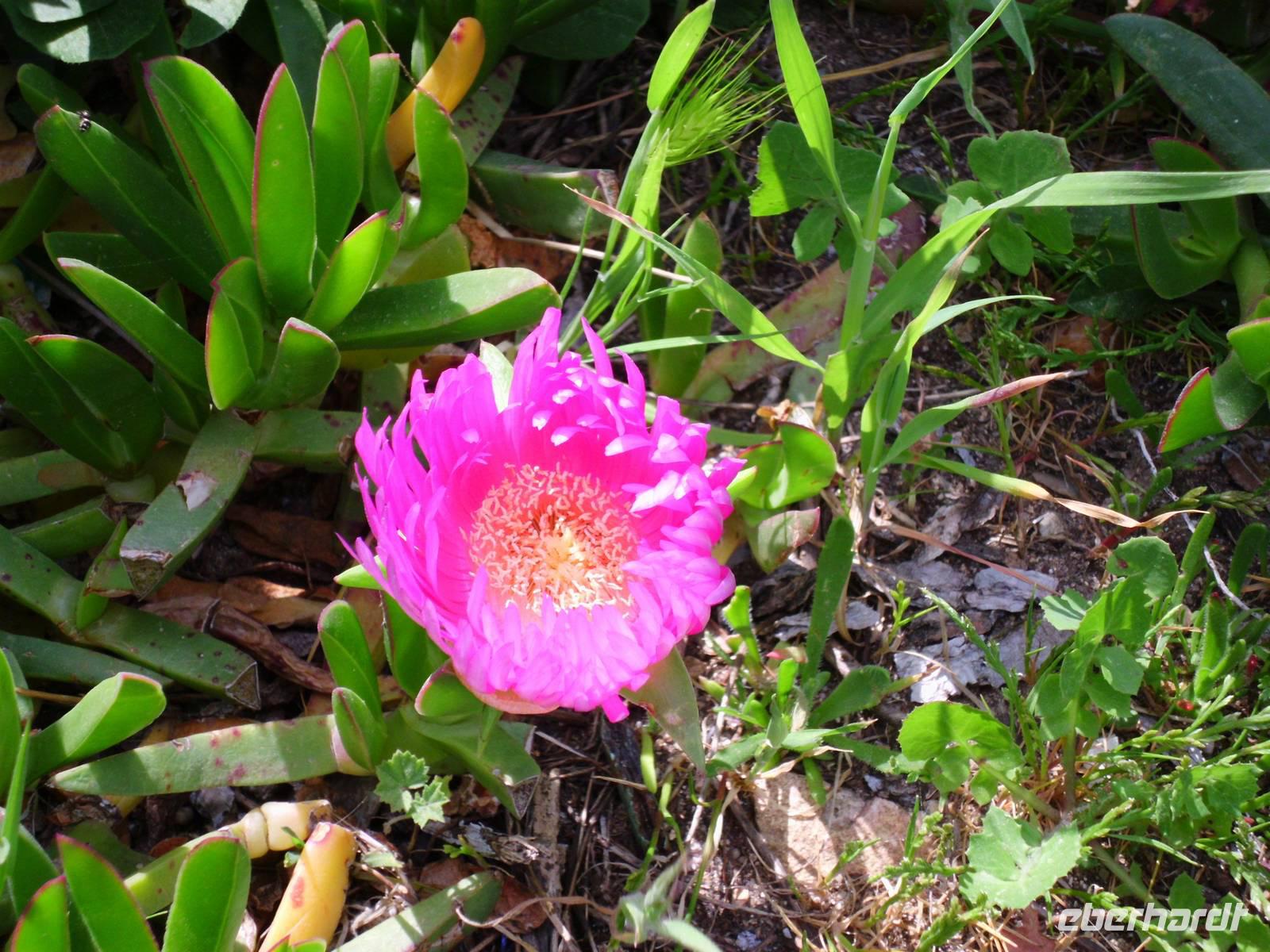 immer wieder - die herrlichen Blumen