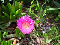 immer wieder - die herrlichen Blumen