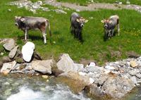 neugierige Kühe 