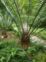 palme