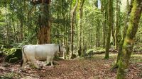 podolische Kuh in der Foresta Umbra
