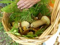 reiche Ernte