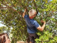 schwierige Ernte im Erdbeerbaum