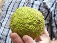 unbekannte Frucht