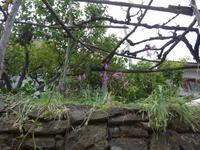 wilde Gladiolen