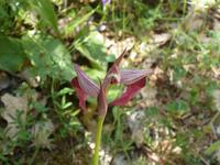 wilde Orchidee