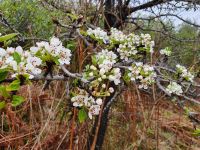wilde Pflaumen