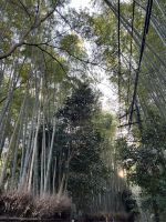 Bamboo Forest Kyoto