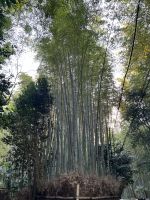 Bamboo Forest Kyoto