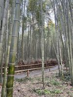 Bamboo Forest Kyoto