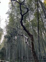 Bamboo Forest Kyoto