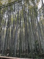 Bamboo Forest Kyoto