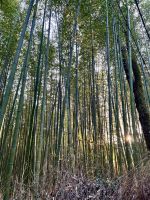Bamboo Forest Kyoto