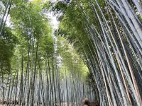 Bamboo Forest Kyoto