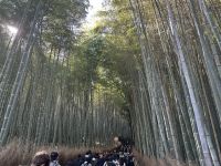 Ausflug nach Kyoto - Bambuswald