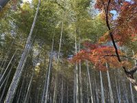 Ausflug nach Kyoto - Bambuswald