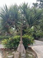 Ryukyu Folkloremuseum