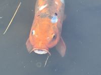 Hiroshima - Shukkeien Garten