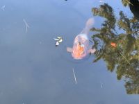 Hiroshima - Shukkeien Garten