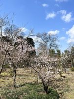 Kyoto Schrein