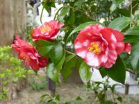 Kamakura - Hasedera-Tempel