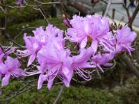Kamakura - Hasedera-Tempel