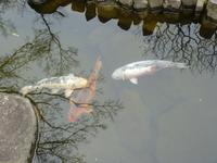Kamakura - Hasedera-Tempel