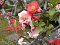 Kamakura - Hasedera-Tempel