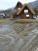 Shirakawa-go - Weltkulturerbe der UNESCO - Reisfeld im Vordergrund