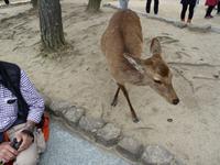Insel Miyajima - freilaufende Rehe