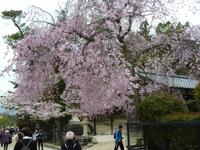 Insel Miyajima - Impression