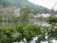 Kyoto - Ryoanji-Tempel - der Park