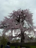 Kyoto - Geisha-Viertel Gion