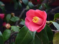 Kyoto - Geisha-Viertel Gion