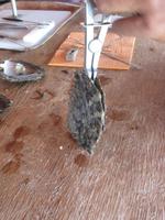 Öffnen der Perlmuschel