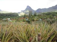 Ananasplantage auf Moorea