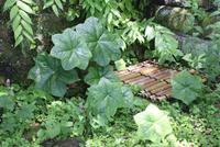 Hase-dera-Tempel Kamakura