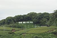 Fahrt mit dem Shinkansen - Teeplantagen