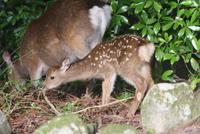 japanische Zwerghirsche