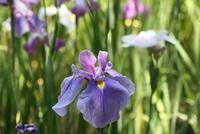 Schwertlilien am Heian-Schrein