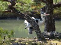 Kyoto - beim Kinkaku-ji Tempel