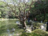 Kyoto - Heian-Schrein, Gartenanlage