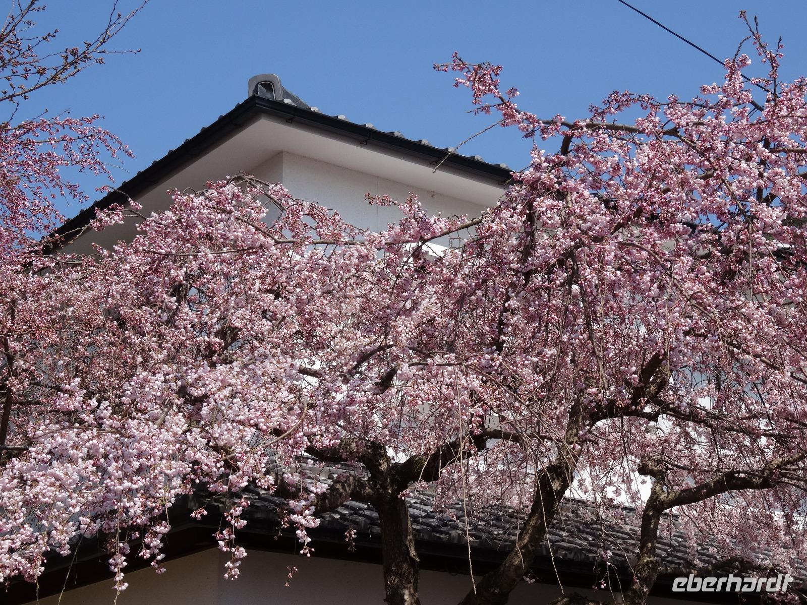 Kyoto - Philosophenweg mit Kirschblüten
