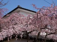 Kyoto - Philosophenweg mit Kirschblüten