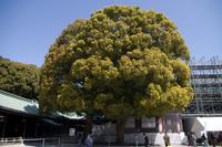 Besuch des Meiji Schrein in Tokio